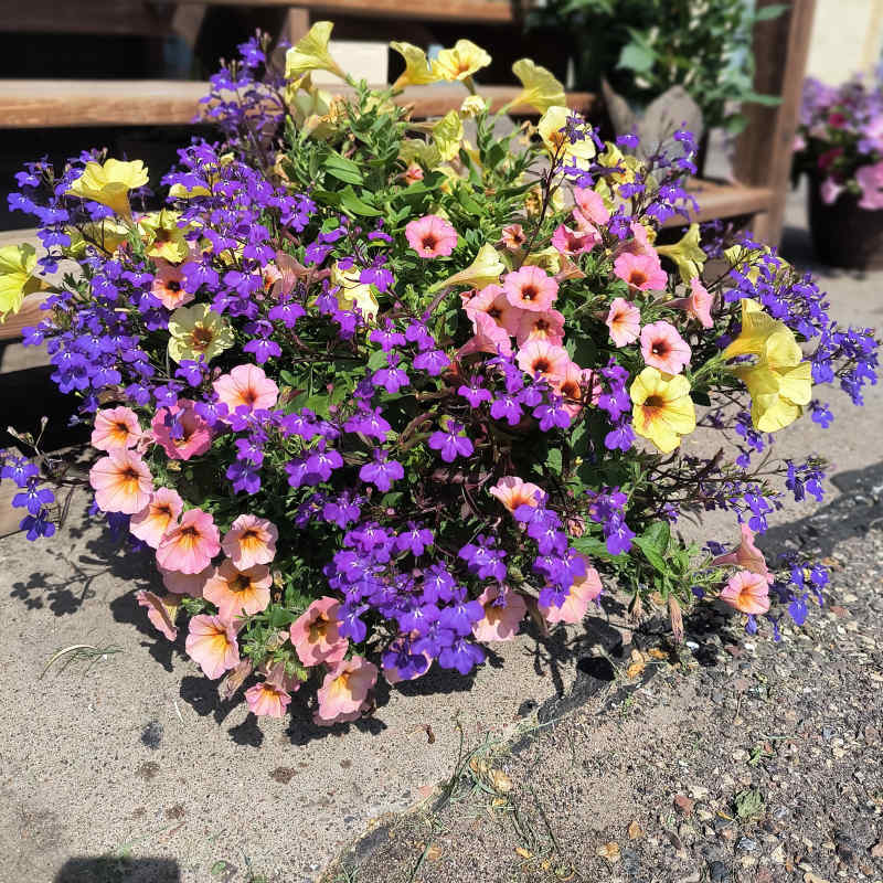 Patio Pot
