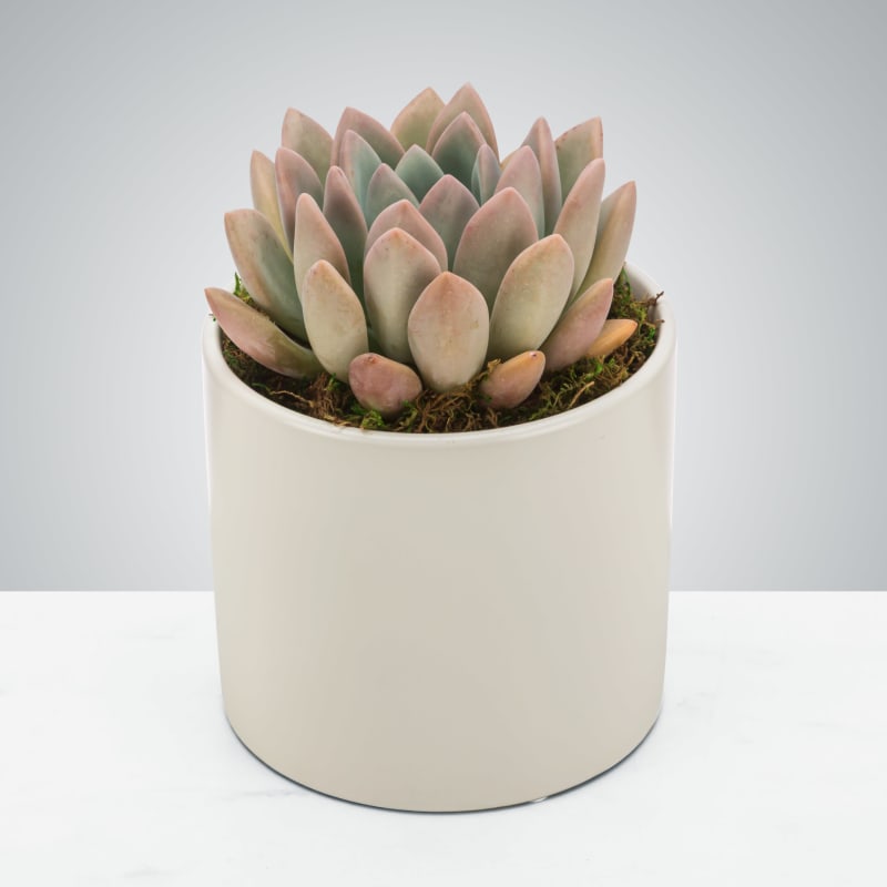 So-cute-lent by BloomNation™