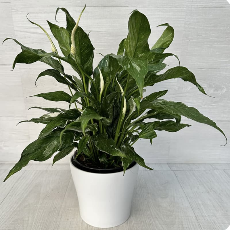 Potted peace lily plant with white blooms in a white container