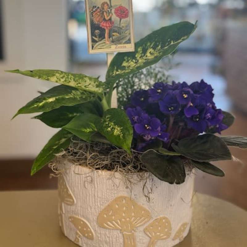 My little mushroom garden