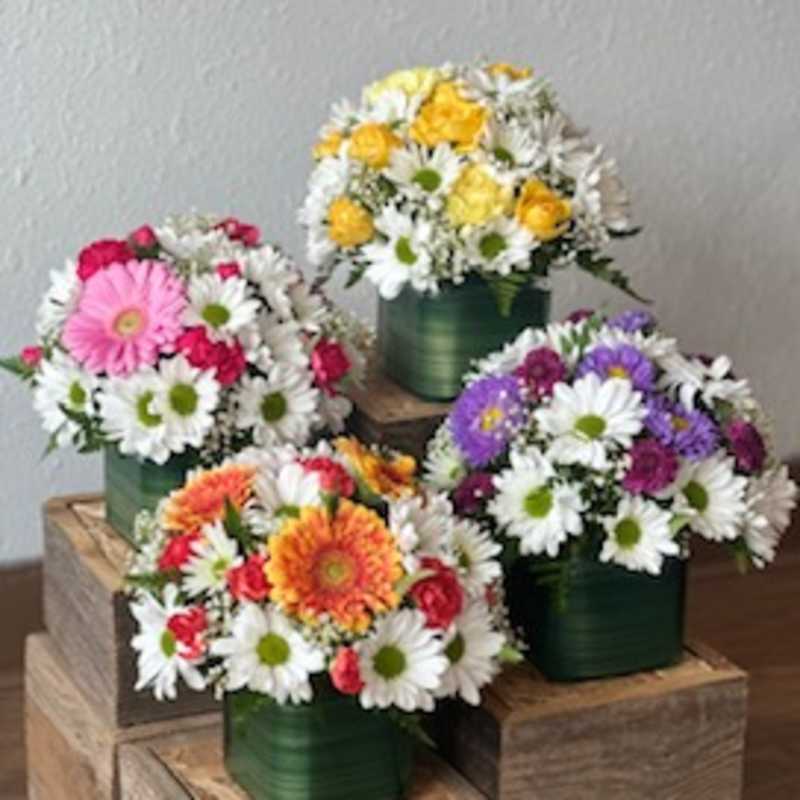 Four colorful daisy bouquets in green square containers on wooden blocks