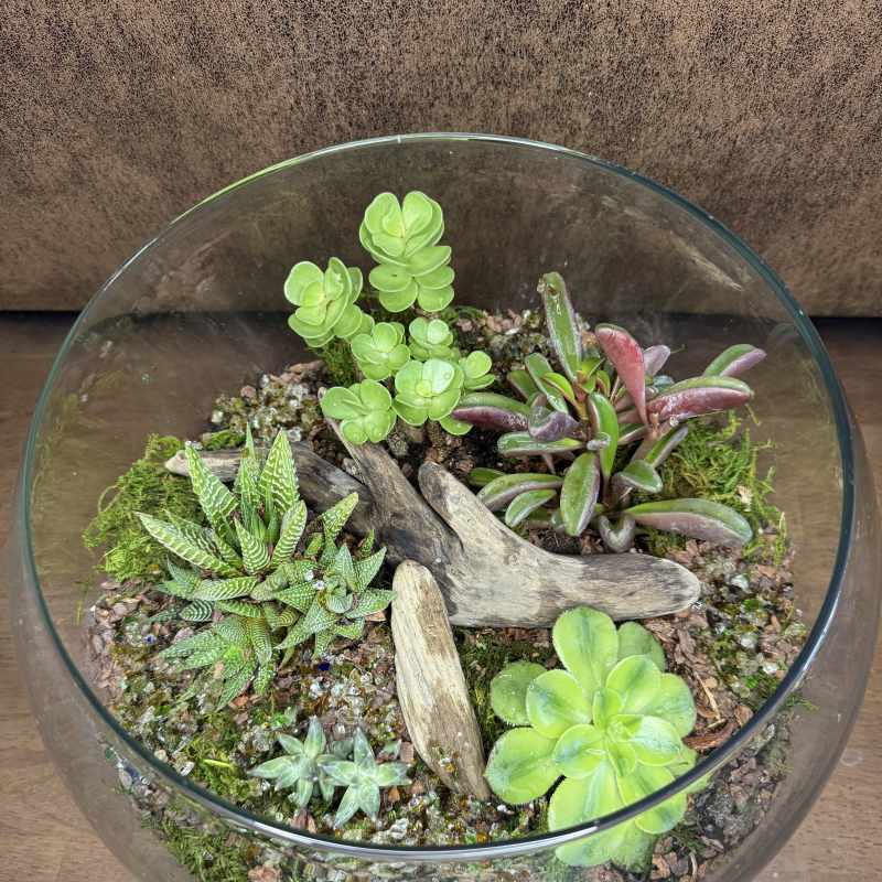 12” Bubble Bowl Succulent Terrarium