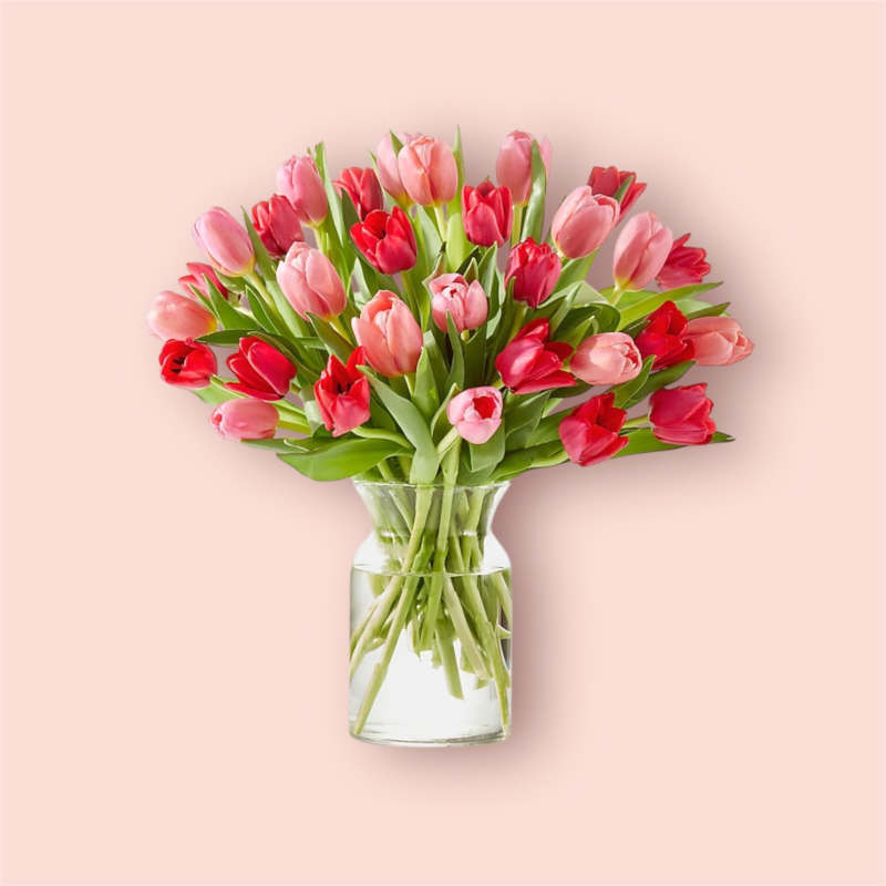 Pink and red tulips arranged in a clear glass vase
