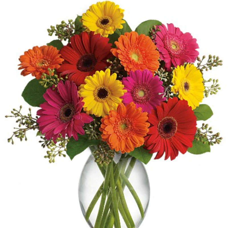 Gerbera daisy fun