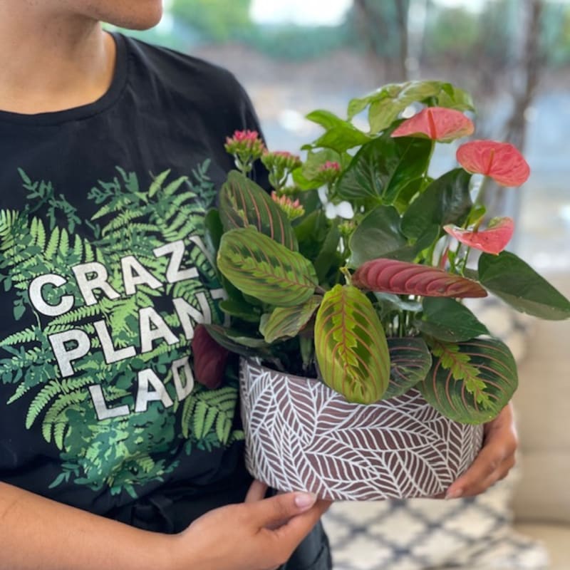 Potted anthurium and prayer plant arrangement in a patterned container