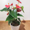 Potted anthurium plant with red blooms in a white container