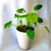 Potted plant with round green leaves in a white pot