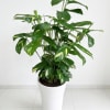 A stunning and lush calathea arrangement, featuring vibrant green leaves with unique
