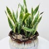 A bold and elegant Snake Plant with striking green and golden leaves