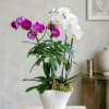 Potted orchids with white and magenta blooms in a white vase