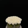 Basic and elegant arrangement