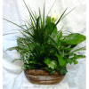 Assorted green plants in a neutral container. Note: The plants and container
