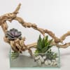 Succulent arrangement in a glass container with driftwood and white stones
