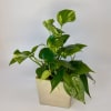 The Golden Heart Pothos planter is designed with one golden pothos and