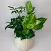 Mixed green houseplants in a cream ceramic pot