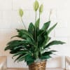 Potted peace lily with white blooms in a woven basket