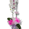 White orchid arrangement in a gray pot with pink and lavender wrapping