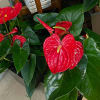 Potted anthurium plants with glossy red blooms