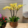 Yellow orchid arrangement in a bronze pot