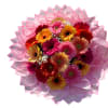Bouquet of colorful gerbera daisies wrapped in pink paper