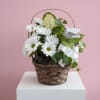 A classic garden basket featuring white daisies. Accented with a white dove
