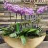 Purple orchids in a gold bowl planter with moss and broad green leaves