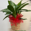 Potted green foliage plant in a woven basket with a large red bow.