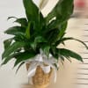 Potted peace lily plant with one white bloom in a woven basket with a white ribbon bow