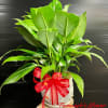 Green potted plant with a red bow in a white pot on an ornate pedestal