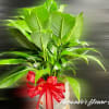 Tall green potted plant with large leaves and a red ribbon on a white pot