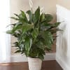 Potted peace lily with white blooms in a woven basket