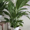 Peace lily plant on a woven basket 