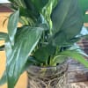 Beautiful Peace Lily growing in Vase of Water