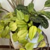 Mixed potted houseplants in a white planter basket