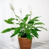 White peace lilies in a woven basket planter