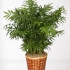 Potted palm plant in a woven basket
