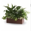 Rectangular planter with assorted green houseplants and white blooms