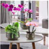 Three potted orchid arrangements on round tables in a bright room