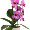 Pink orchid plant in a white pot