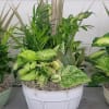 Mixed potted foliage arrangement in a white planter