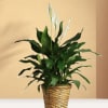 Potted peace lily with white blooms in a woven basket