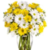 Yellow and white daisies in a clear glass vase