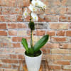 White orchid plant in a white textured pot