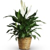 Potted peace lily with white blooms in a woven basket planter