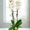 Potted white phalaenopsis orchid with two tall flowering stems and a small succulent in a round white pot