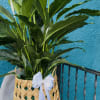Large green potted plant in a woven basket with a white ribbon