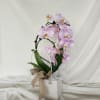 Pink orchid plant in a white gift bag with a ribbon bow