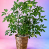 Potted green houseplant in a woven basket planter