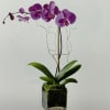 Purple orchid plant in a square glass vase