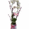 A graceful white phalaenopsis orchid blooms in a sleek white ceramic pot